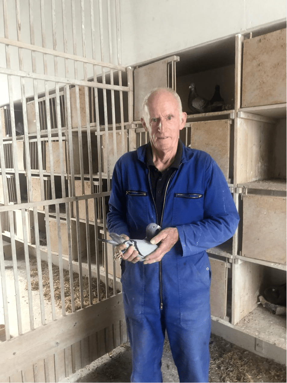 从起底名家到开尔系 杨欧瓦克鸽系为何能屹立多年_单羽_综合_三关