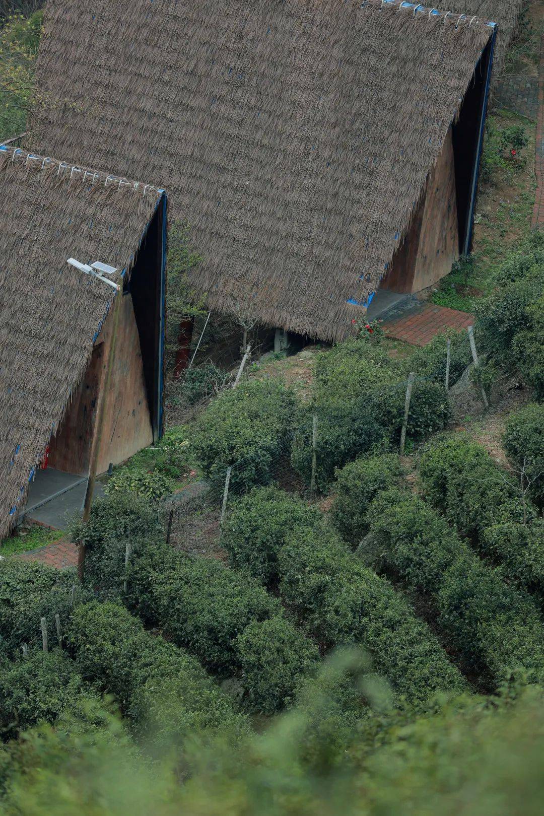 采茶,踏青,赏花,滑翔伞…周末,就到望城这个"宝藏地方"!