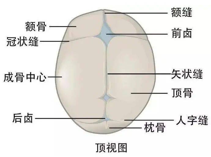 mg_胎儿_钙剂