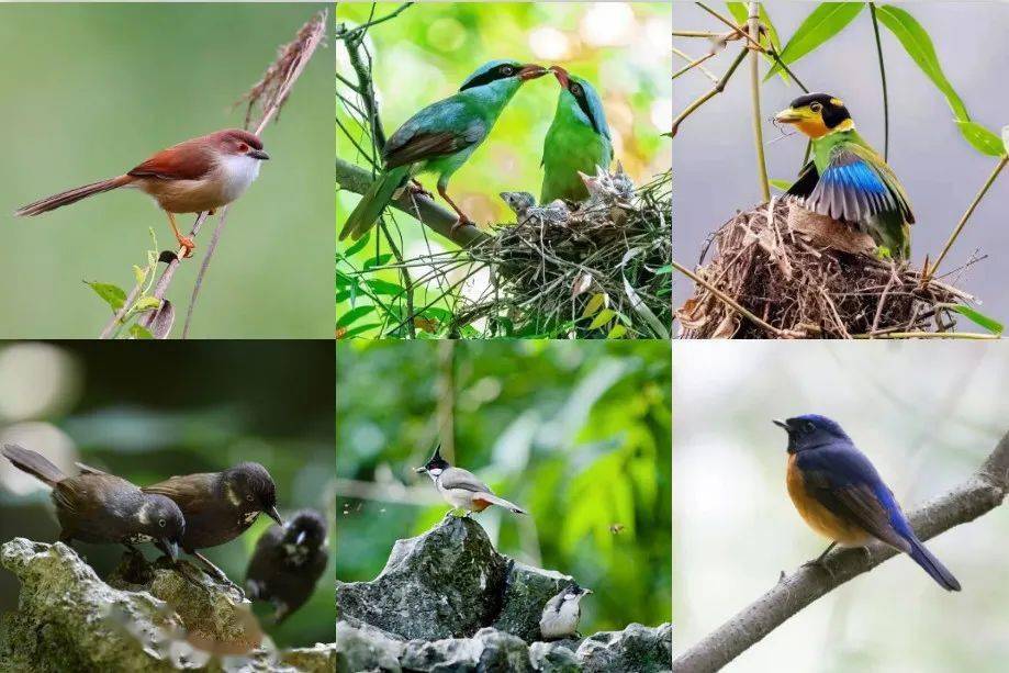 光是"去崇左"这三个字,就足够浪漫了_龙州县_大新县_自然保护区