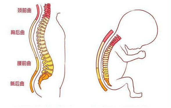 形成第一個彎曲——頸椎前凸;6月時:脊柱形成第二個彎曲:胸椎後凸