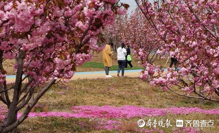 章丘两千多亩樱花开了！泉城百花园第二届樱花节今日开幕