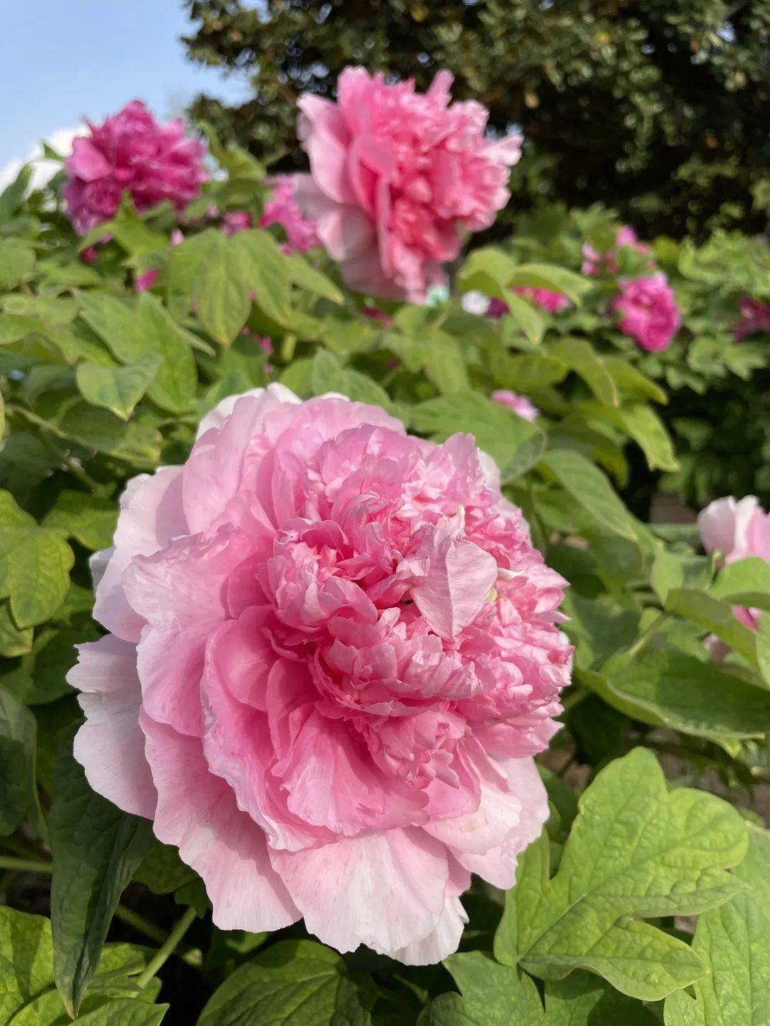 菏泽牡丹正处于最佳观赏期!_曹州_游客_百花