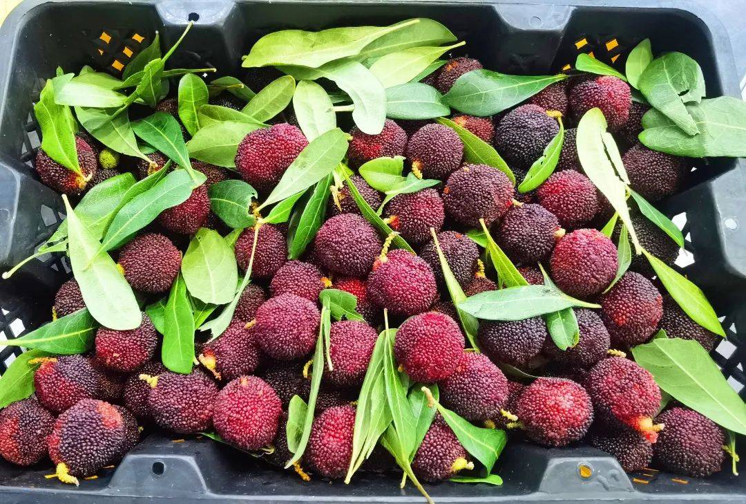 108元一斤,丽水人爱吃的它上市了_杨梅_价格_云南