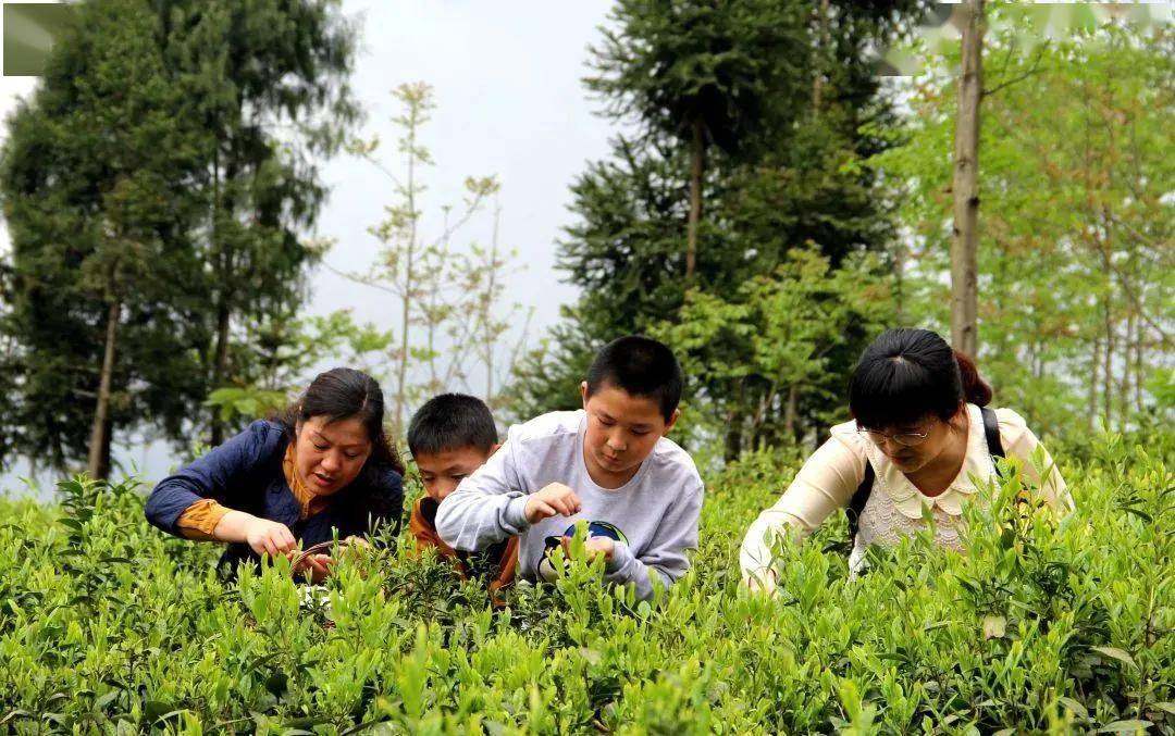 【带你看北川(196)每日一景:羌山茶飘香,一人一篓采茶忙~_文化_茶叶