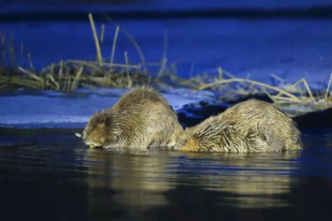 "河狸公主初雯雯:每个人都有可能成为自然保护者