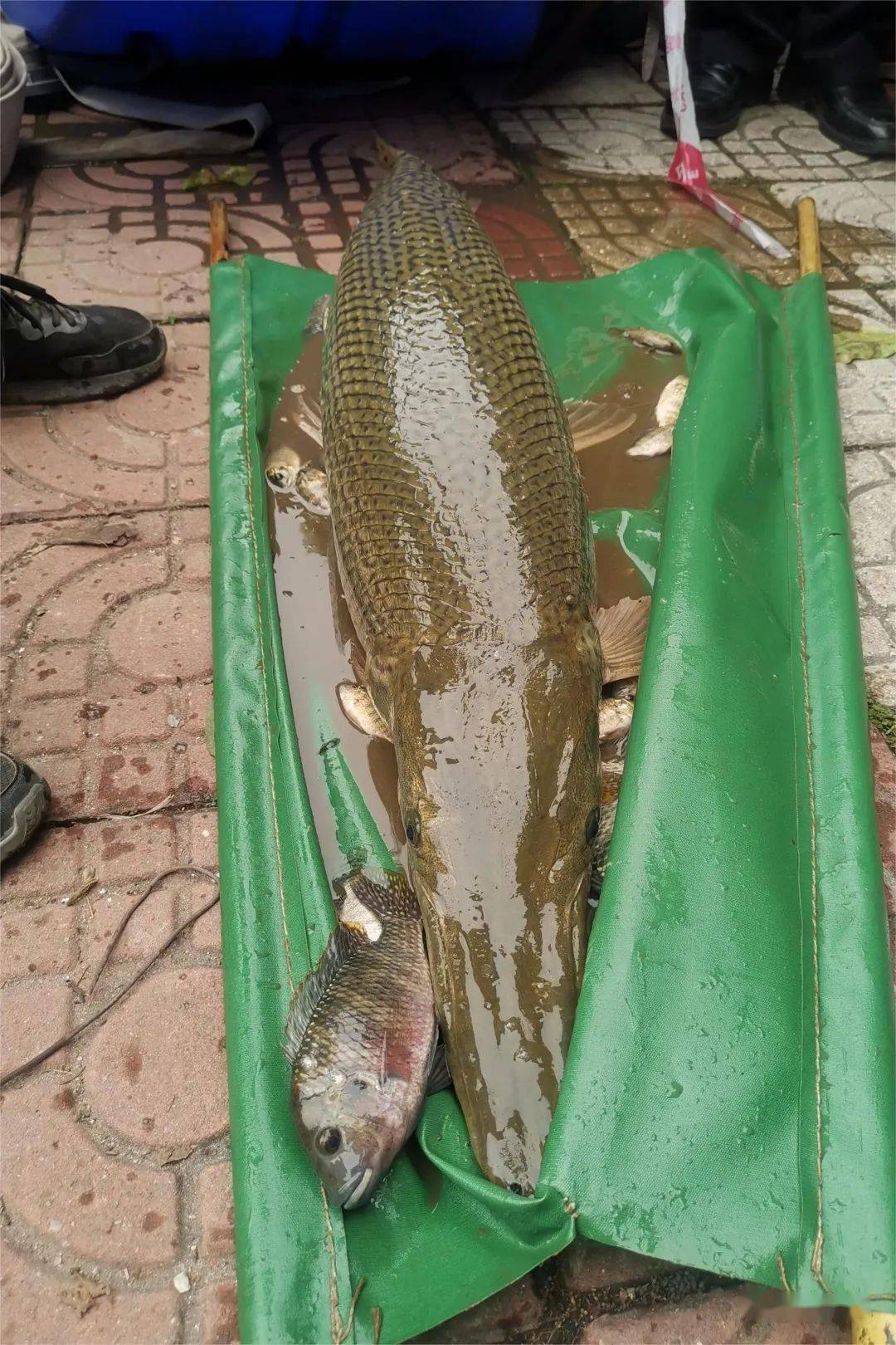 鳄雀鳝入侵!华师紧急捕捞!_进行_生态_我校