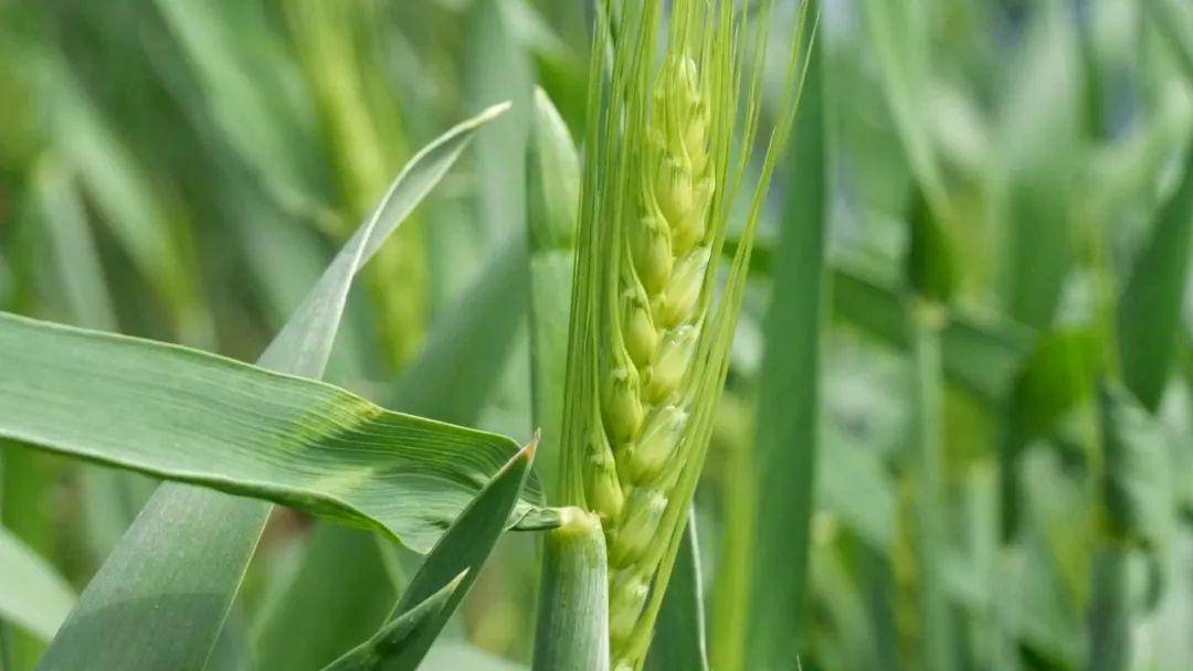 小麦抽穗期提前,赤霉病防治要提早_天气_用药_病虫害