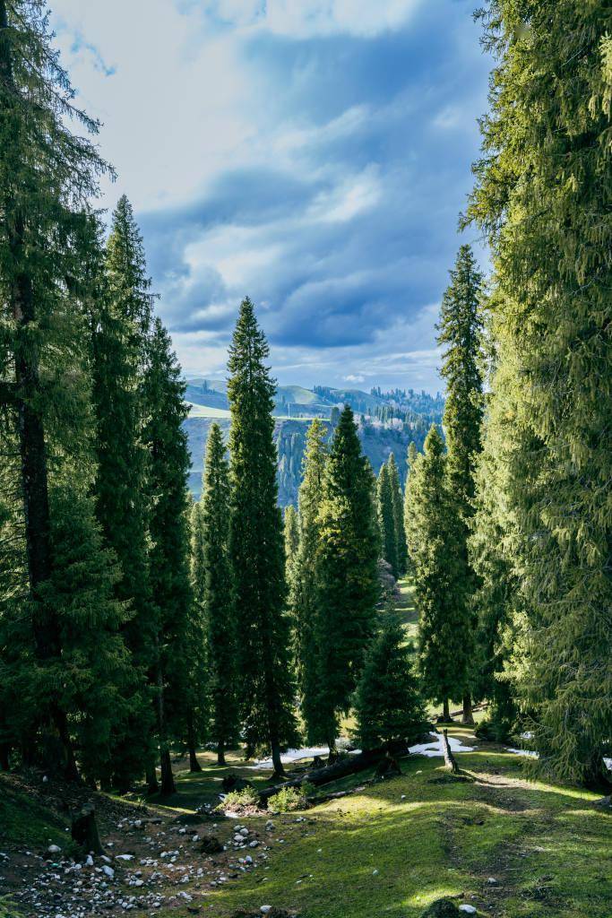 新疆伊犁:云杉茂密 宛如仙境