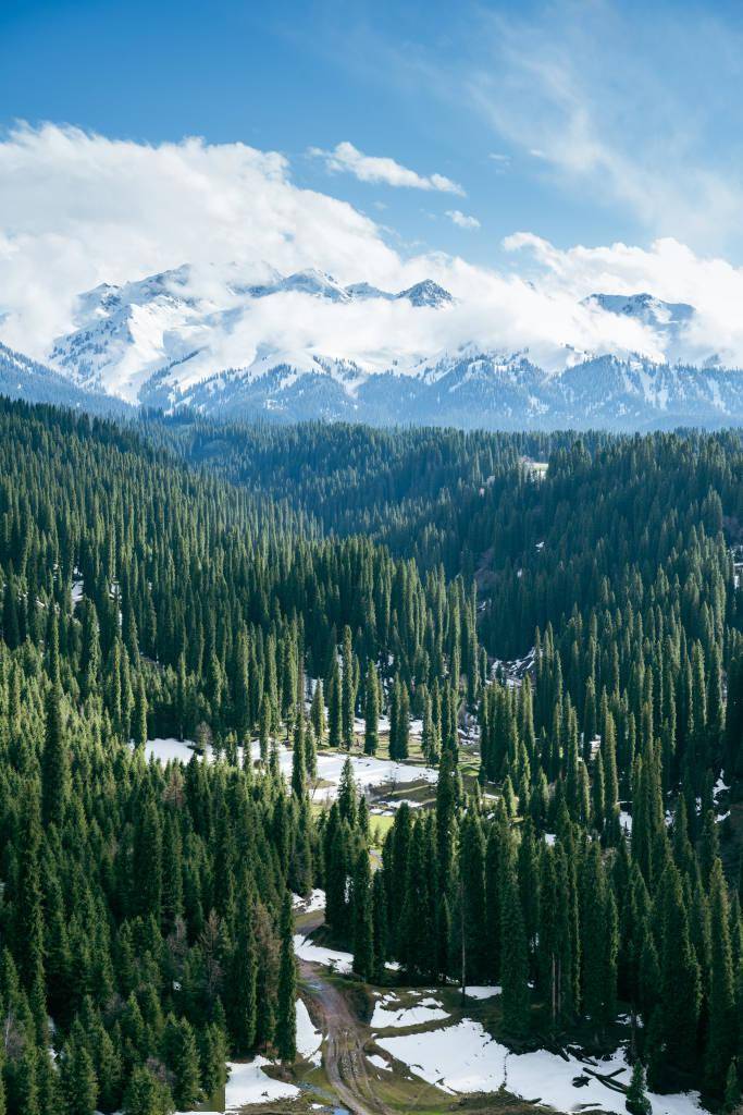 新疆伊犁:云杉茂密 宛如仙境