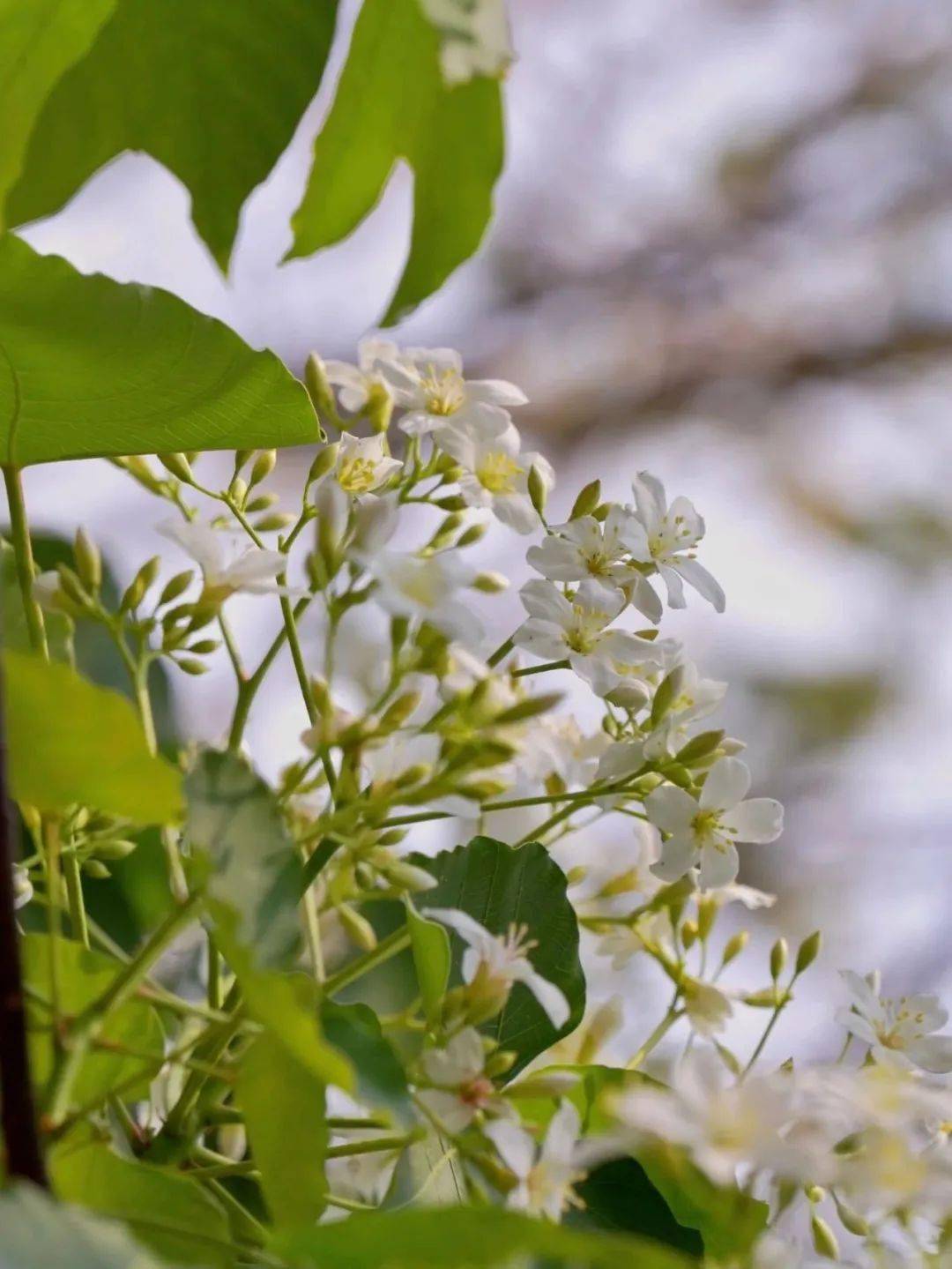 中山油桐花开超出片赏花地点
