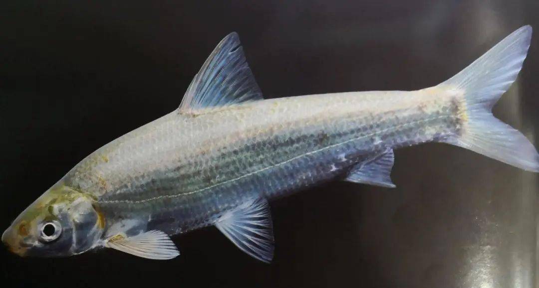 温州内陆水域水生野生脊椎动物科普78丨常见鱼类-鲤形目鲤科-鲴亚科