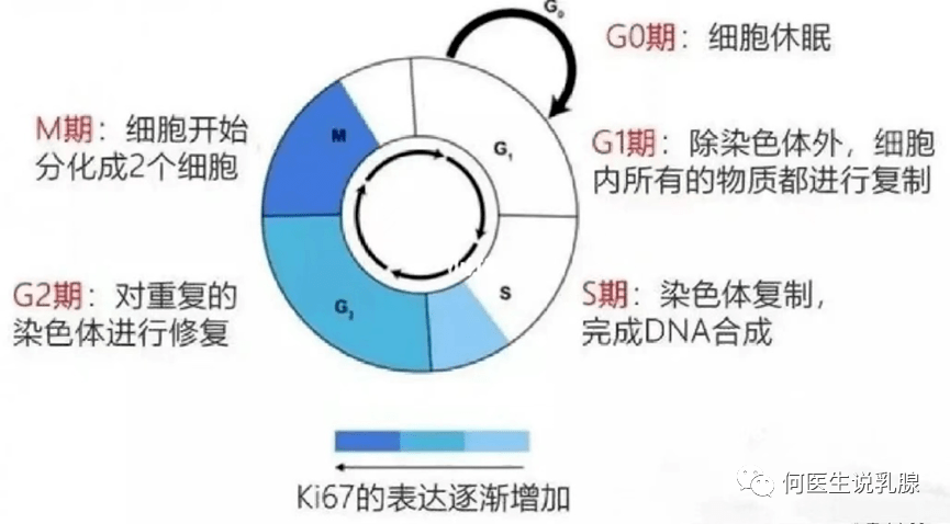 Ki-67是什么，是不是越高越差呢？_肿瘤_细胞核_增殖
