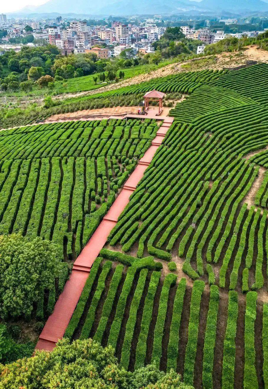 新线【每周四/六/日,特价118元】柏塘万亩梯田茶园,不输武夷山的茶园
