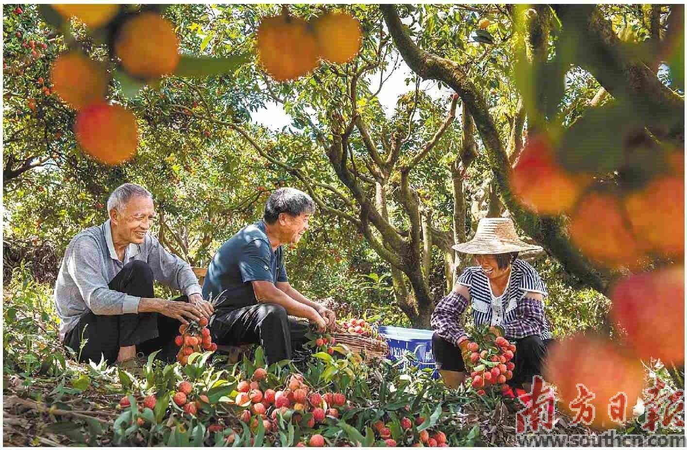 荔枝之乡的富民兴村之道