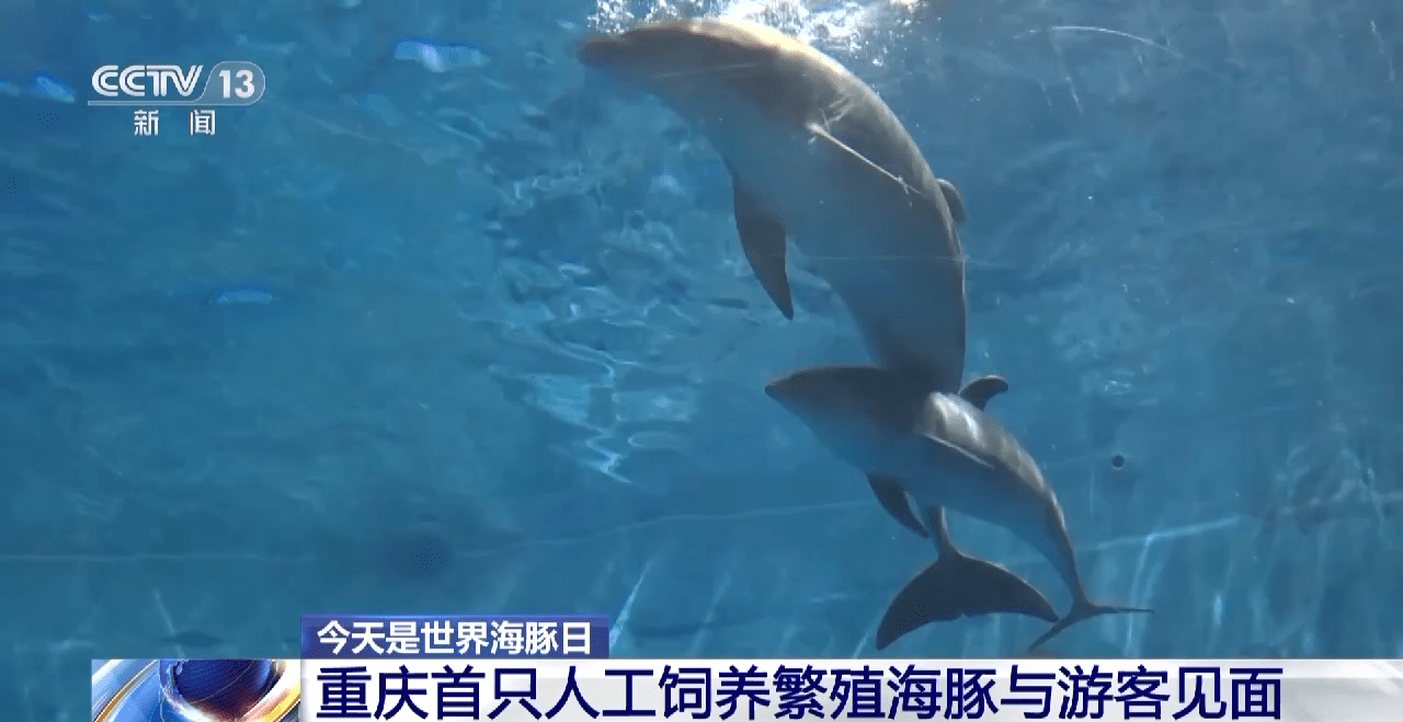 世界海豚日丨重庆首只人工饲养繁殖海豚与游客见面_妈妈_人类_工作