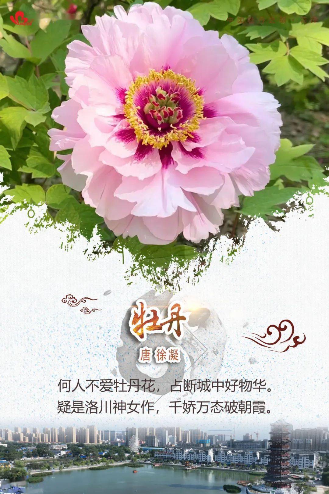 何人不爱牡丹花,占断城中好物华……当菏泽牡丹遇上古诗词,诗意的春天