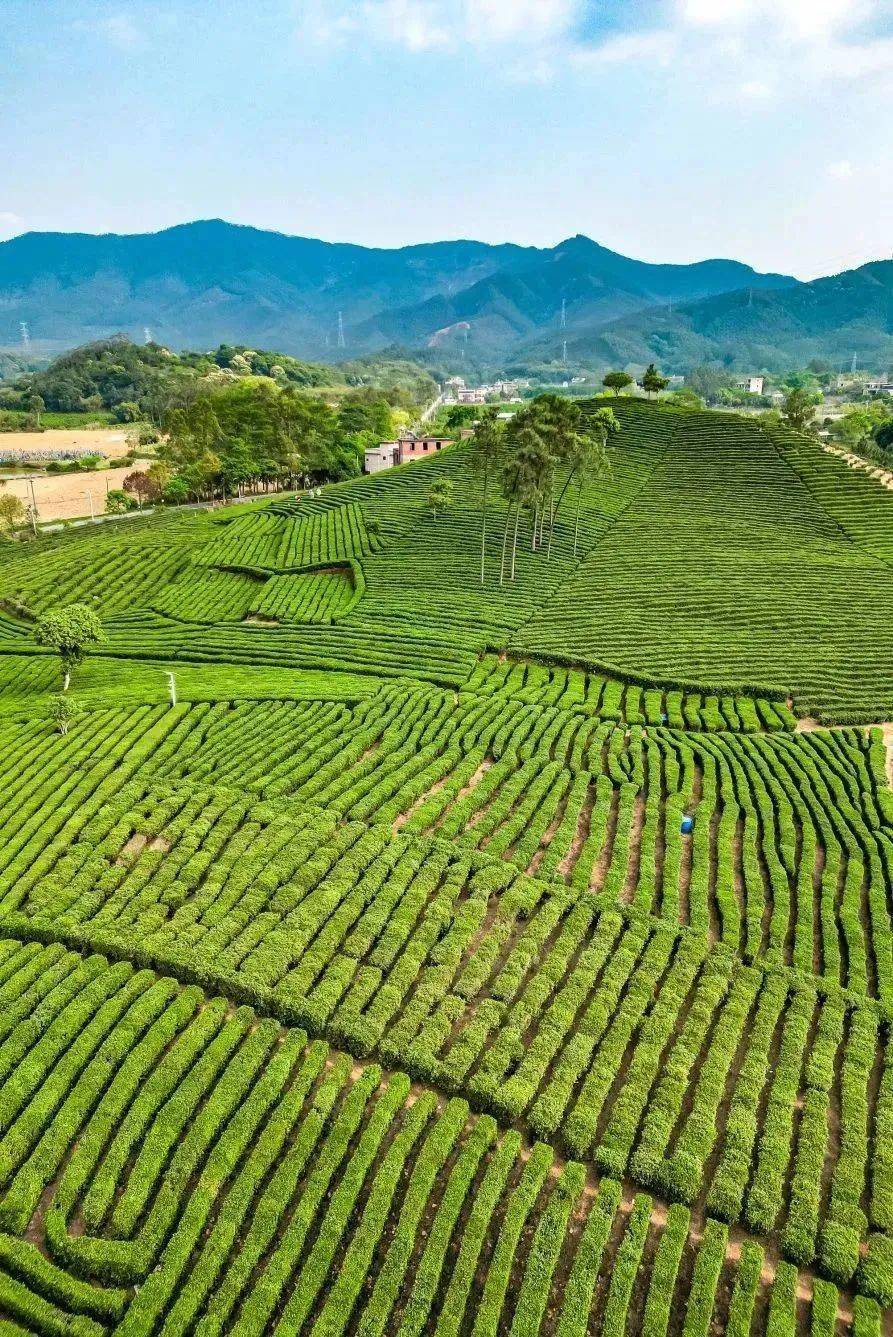 新线【每周四/六/日,特价118元】柏塘万亩梯田茶园,不输武夷山的茶园