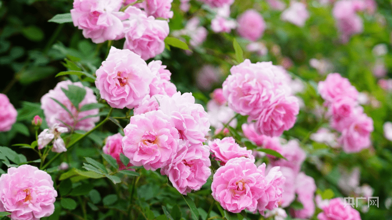 【发现春之美】重庆北碚金果园:一树蔷薇 满簇芳华_游客_刁尹_园区