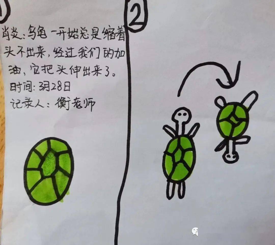 【开发区阳光园】园本课程故事(五)_比赛_乌龟_兔子