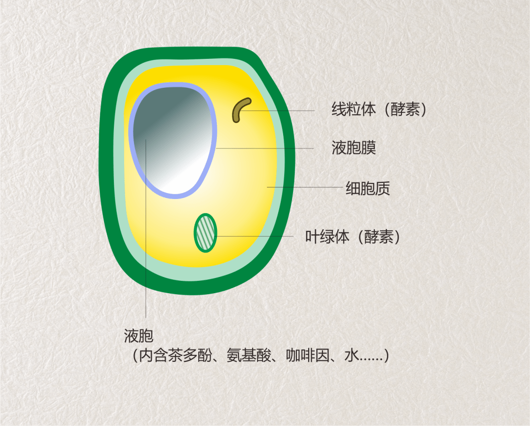 新鲜茶青中的细胞茶青经过萎凋,芽叶内的水分减少了8%~12%,原本包裹