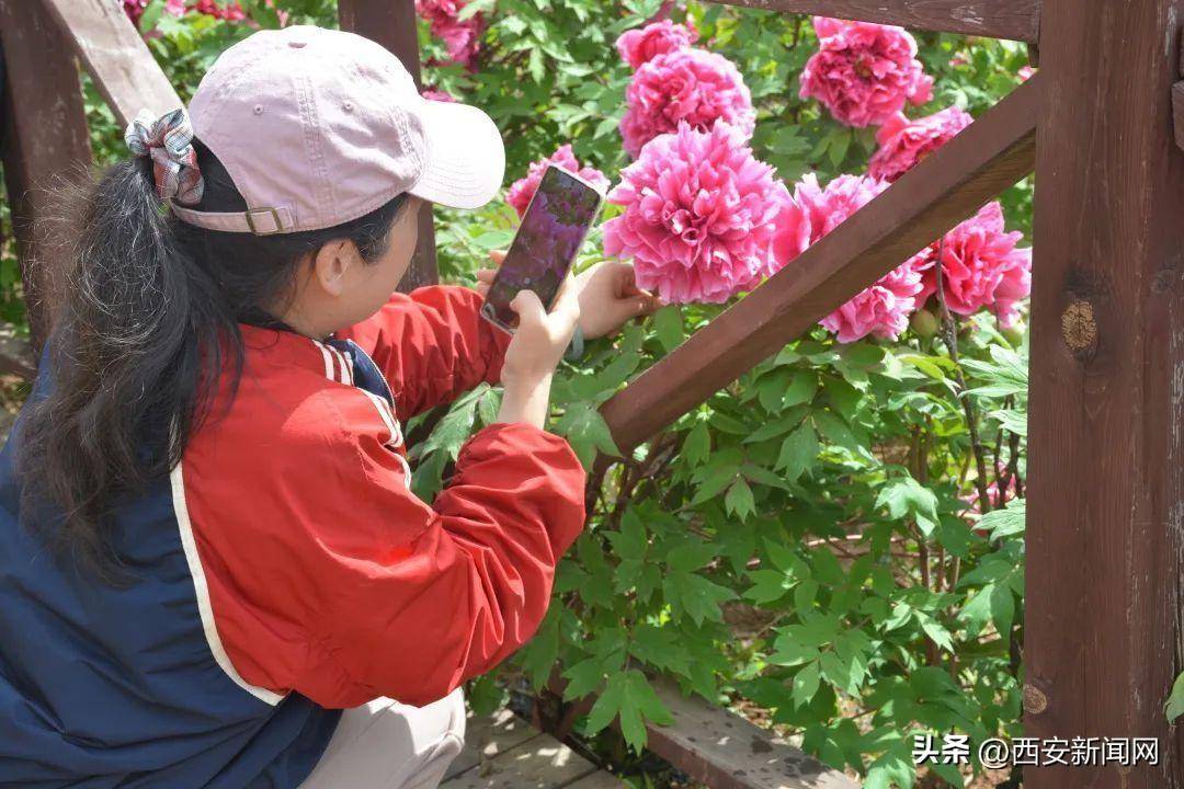 西安蓝田县:簸箕掌村牡丹花海惊艳绽放,等你来赏!_花丛_花中之王_相机