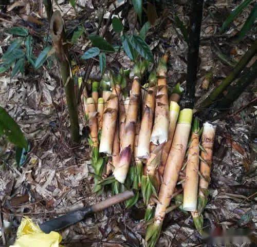 怀集蓝钟"苦赖笋"大量上市,口感清爽,味道鲜美~_益农_蓝钟镇_美味