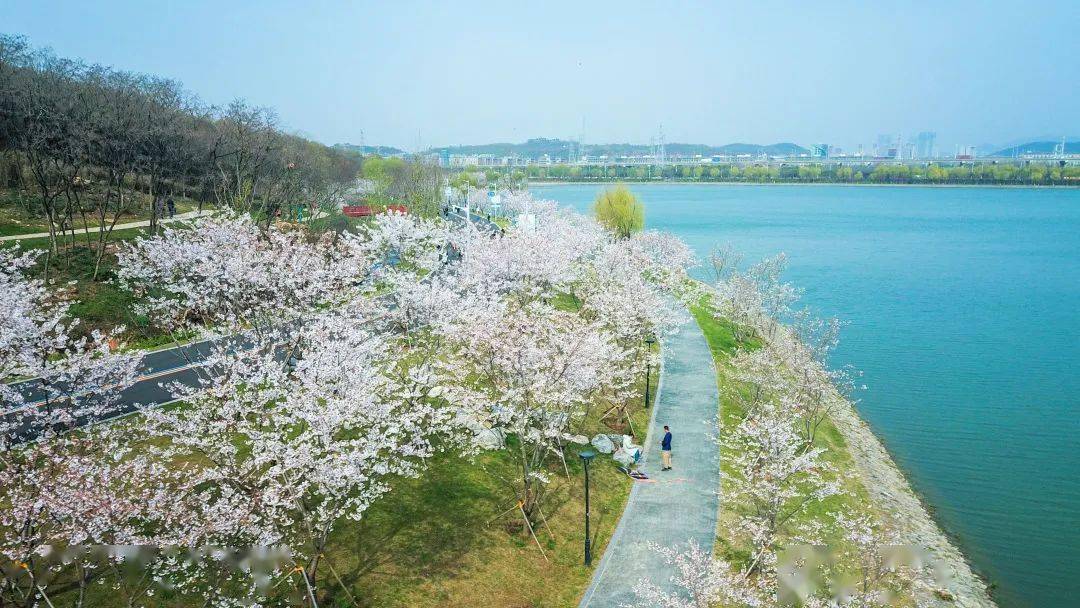南京羊山湖花园图片