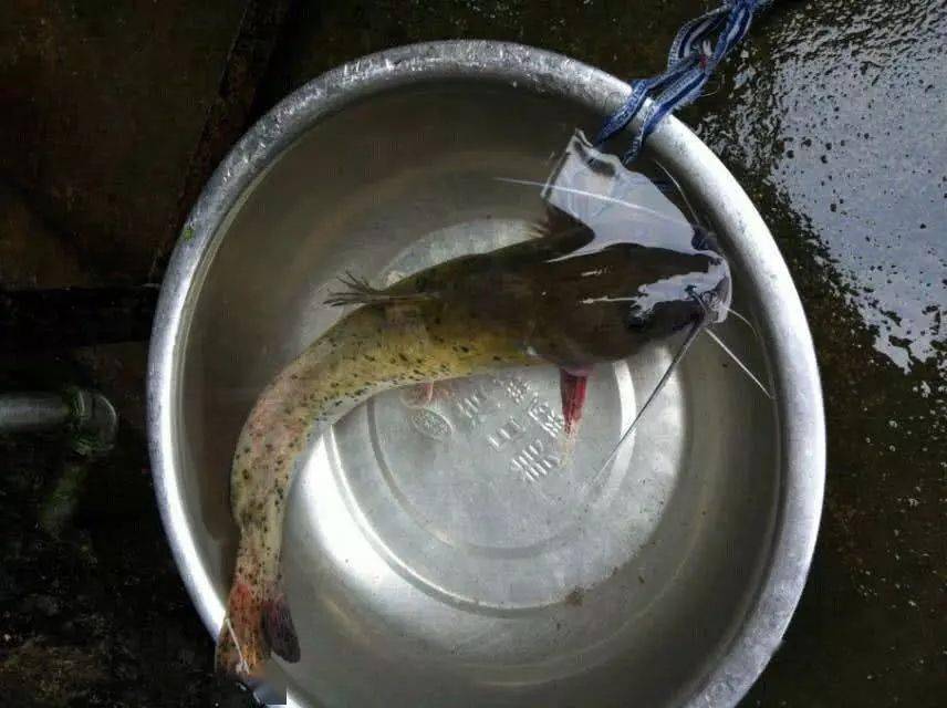 广西红水河中有一种鱼叫芝麻剑它的鲜味要赶上河豚
