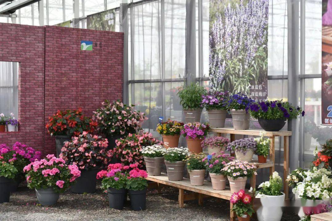 上海花港国际花艺节在崇明智慧生态花卉园开幕 | 动态_应用_活动