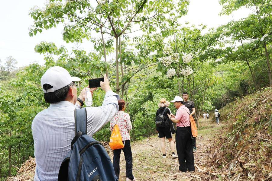 踏青又添好去向 2023厦门海沧天竺山桐花旅游节开幕