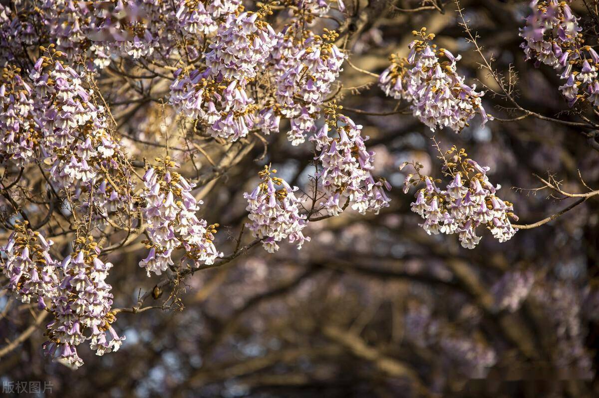 泡桐梧桐,紫花白花,傻傻分不清_月光_美得_火候