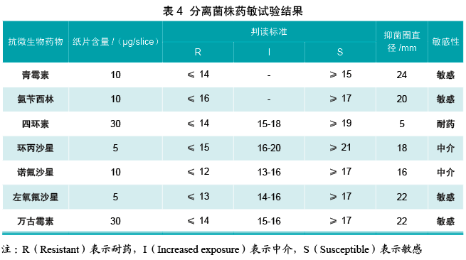 鹑鸡肠球菌图片