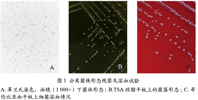 鹑鸡肠球菌图片