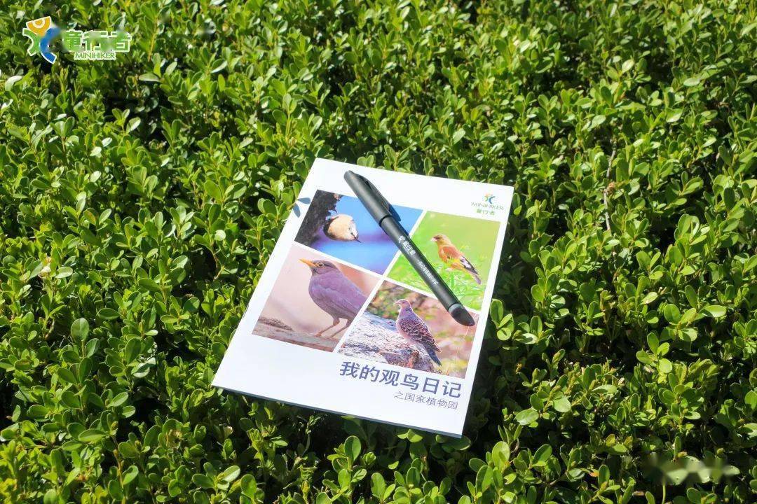 本周六 61 奥森观鸟课|学习观察和思考,从家门口的观鸟课开始_鸟儿