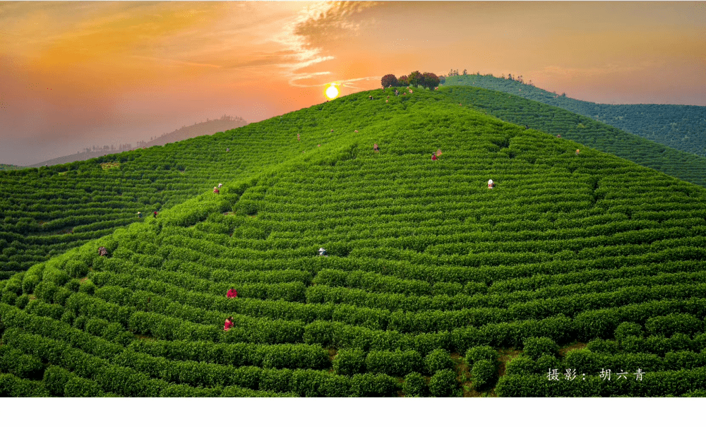 相约安徽·向春而行丨登万亩茶山 赏湖光春色_广德_生活_风景线