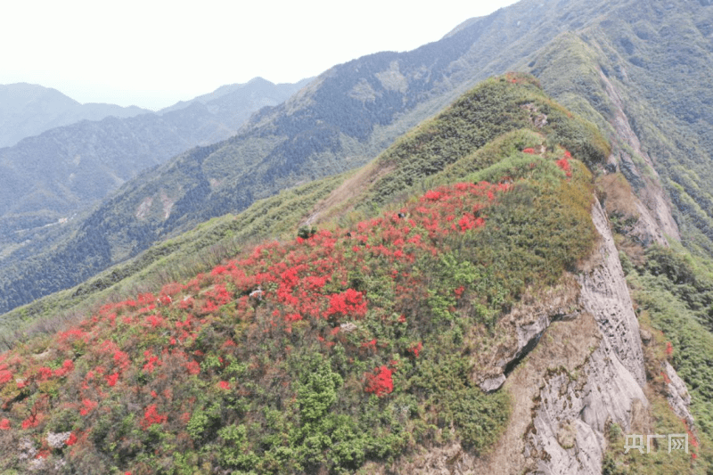 杜鹃花（杜鹃花图片） 第4张