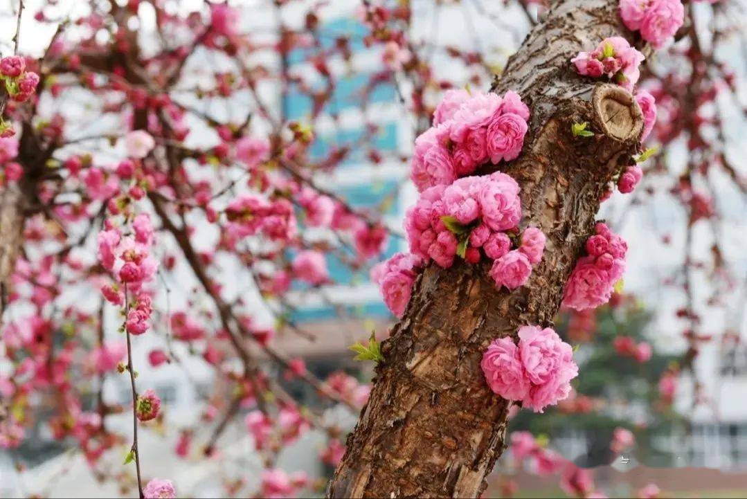 百花園,南湖公園,長春市動植物公園,長春兒童公園,長春伊通河櫻花島