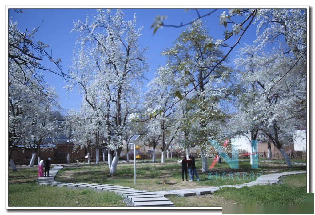 快来西和白雀村观音殿八盘梨园赏花……_正文_信息_张继