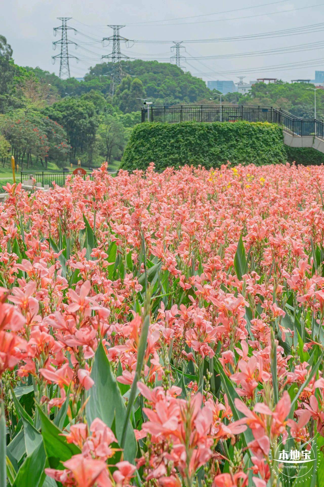 一起来邂逅这片粉色的美人蕉花海!_公园_龙华区_竹村
