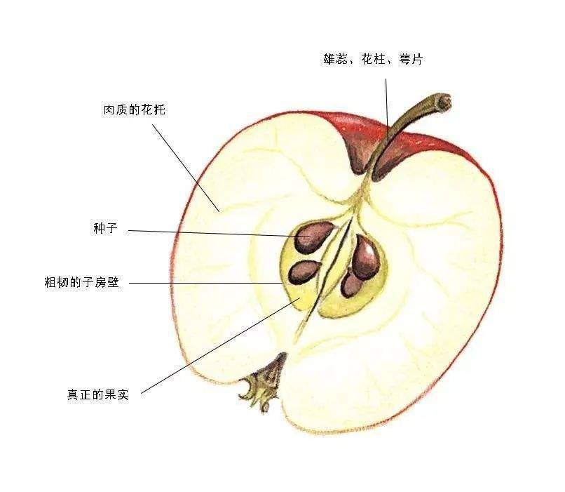 苹果的结构画法图片