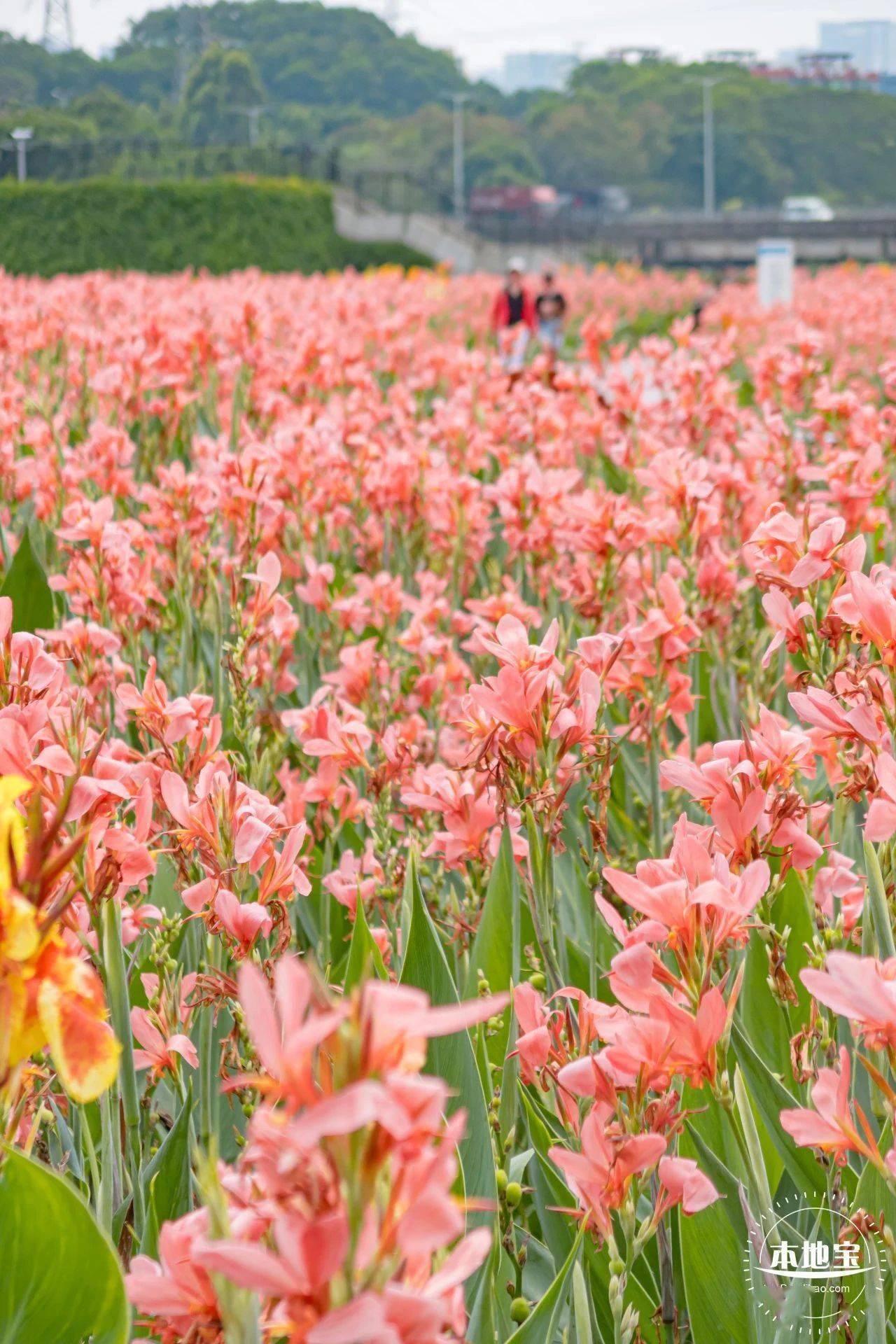 一起來邂逅這片粉色的美人蕉花海!_公園_龍華區_竹村