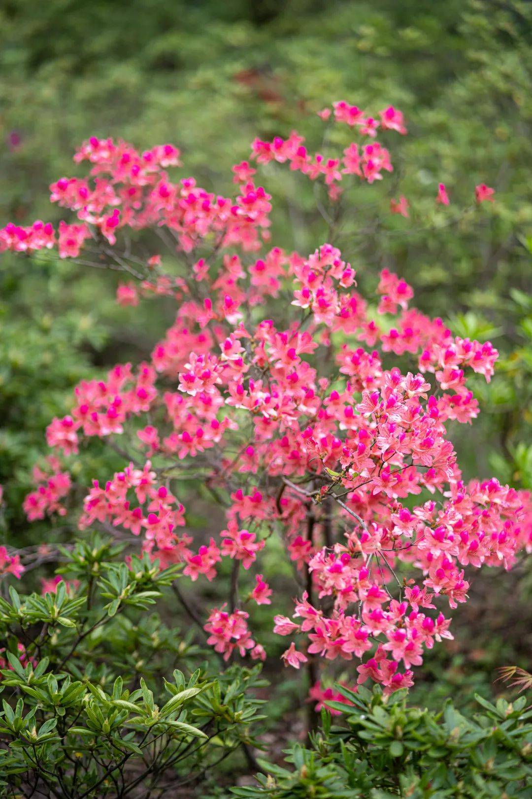 赏申城杜鹃花，四月春光正好！