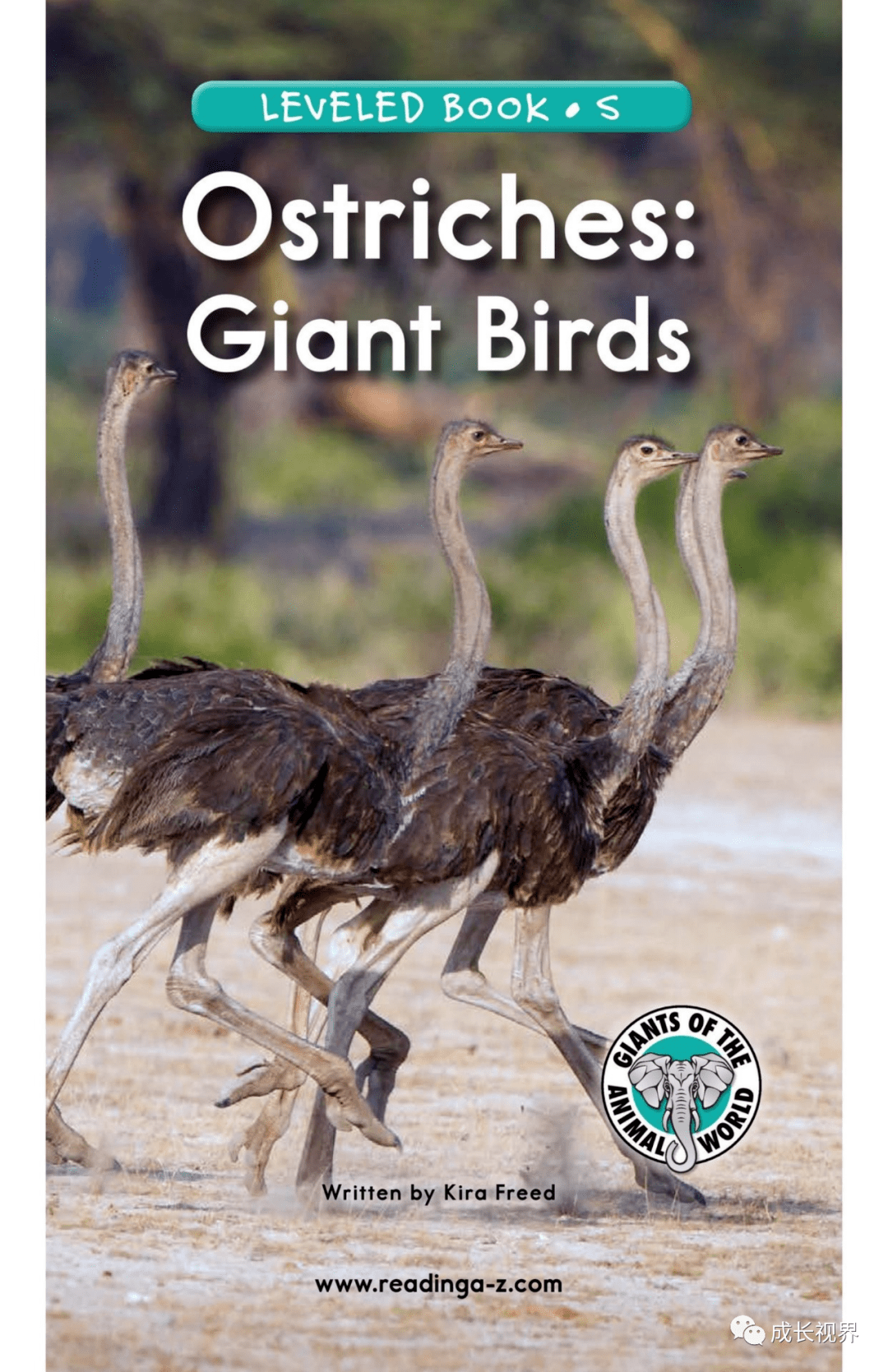 【raz-s-48】ostriches:giant birds