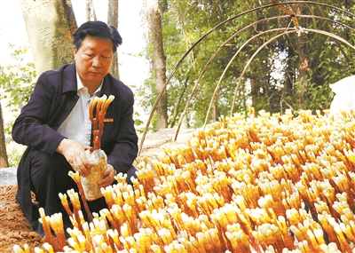 教授,国家菌草工程技术研究中心首席科学家林占熺长期在菌草科研领域