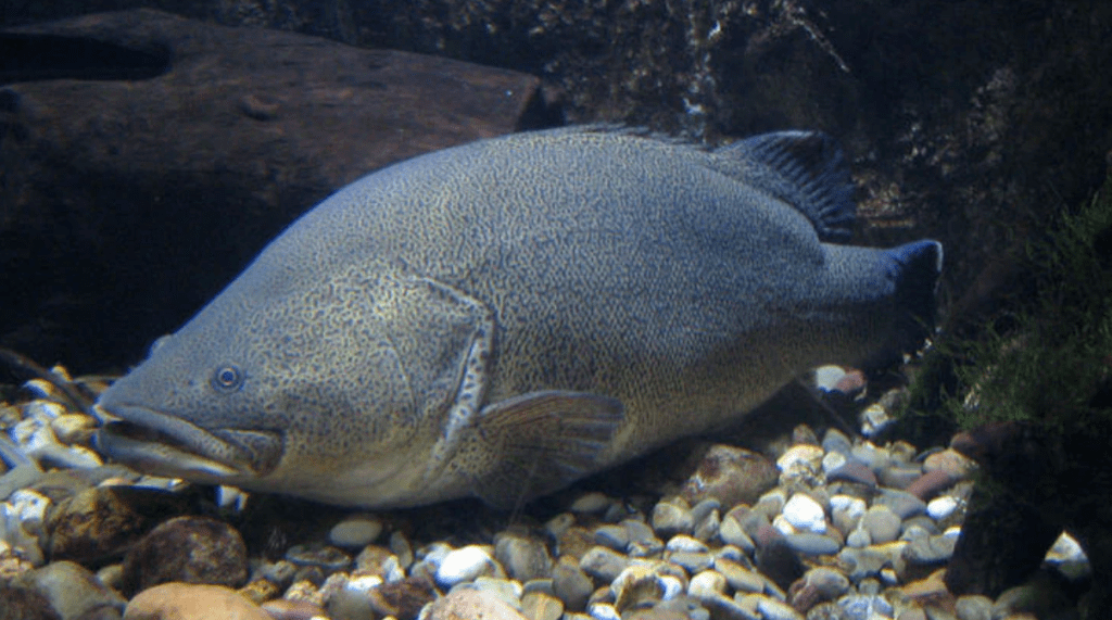 专家警告:千万煮熟再吃_shamsi_研究人员_人类