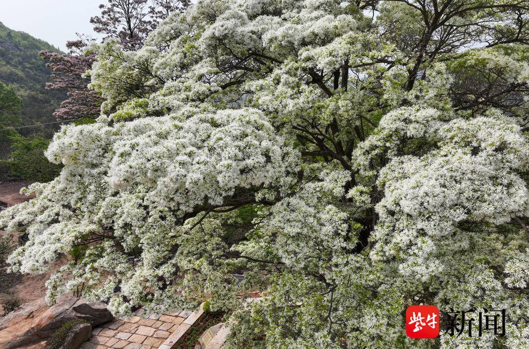 千年雌雄同体糯米花树进入盛花期