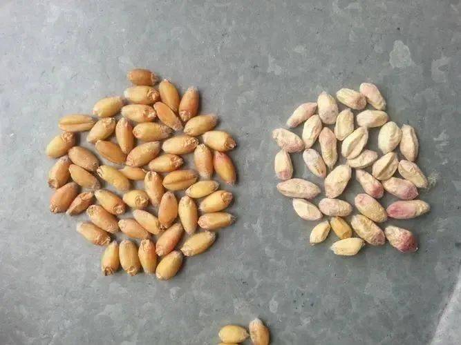 什么是小麦的赤霉粒?霉变粒?不完善粒?_子粒_麦粒_饲料