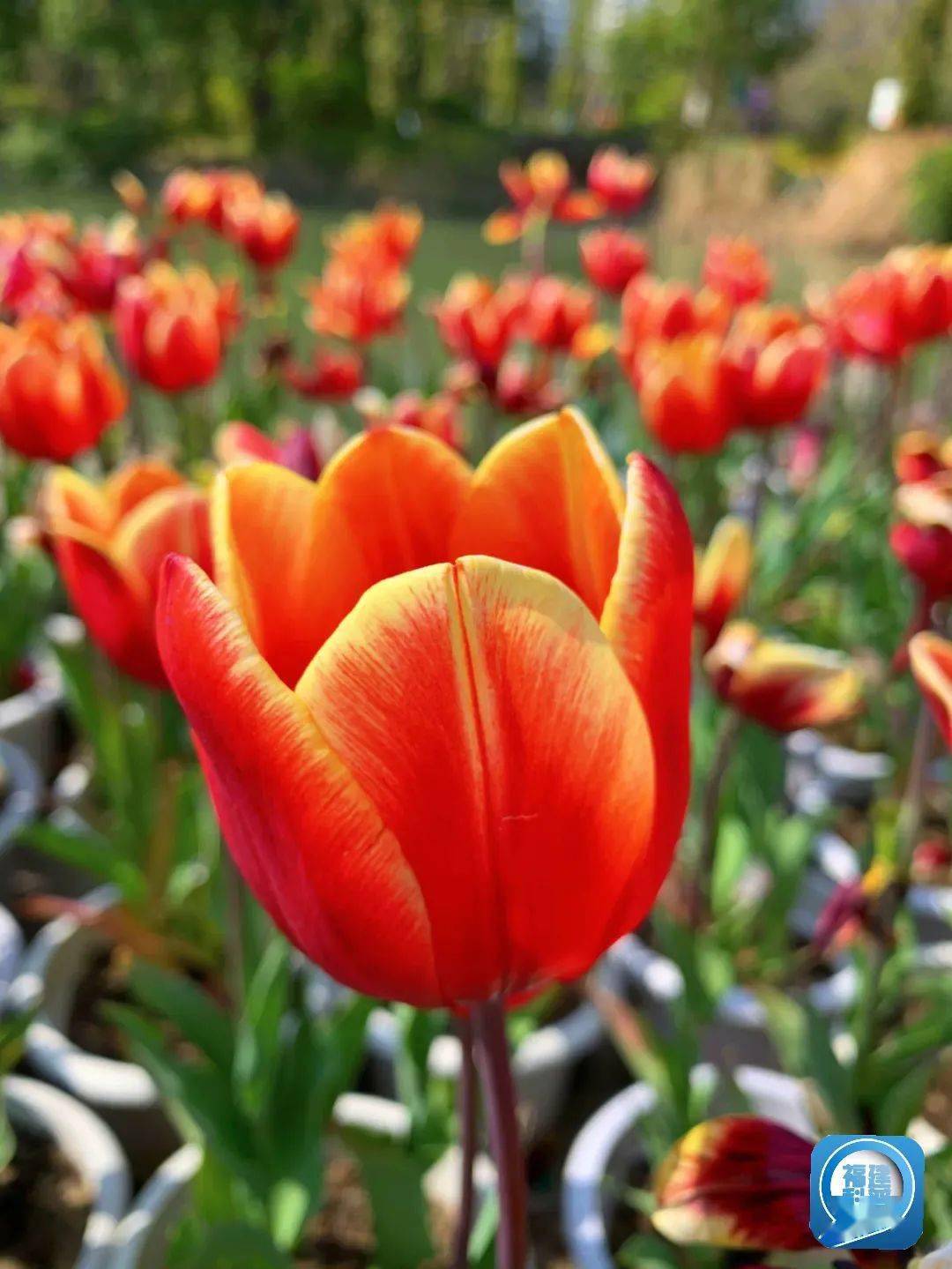 病毒让郁金香花朵显得分外妖娆?花色改变的原因