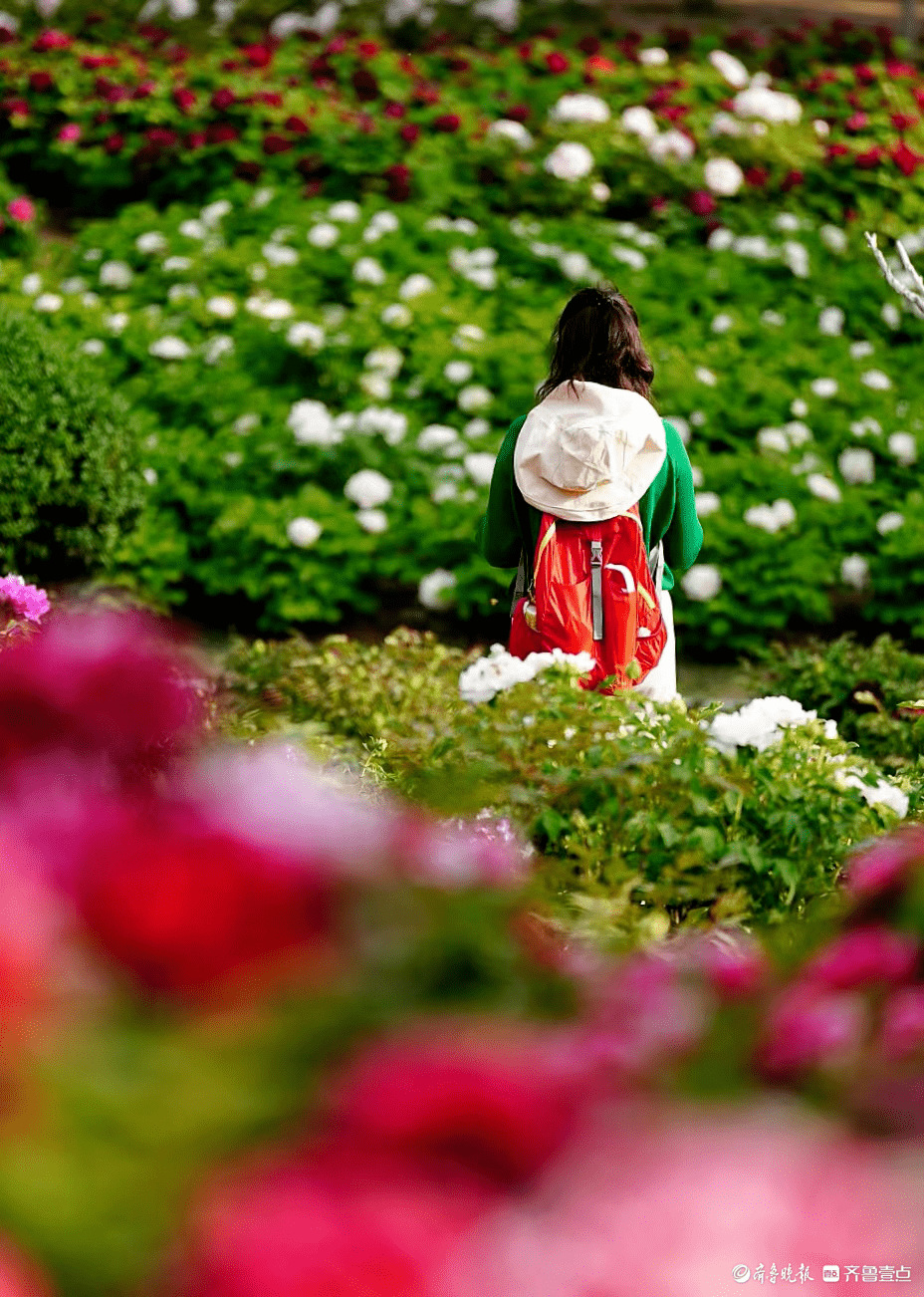 女人赏花背影图片图片